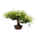 Trachelospermum asiaticum - 29 cm
