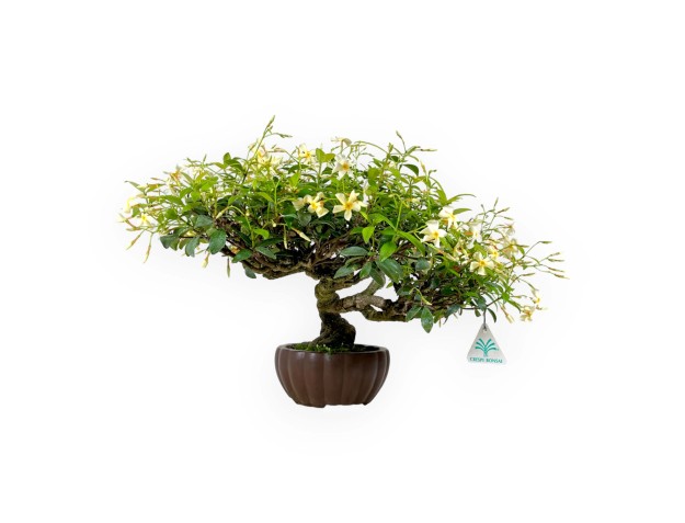 Trachelospermum asiaticum - 29 cm 2