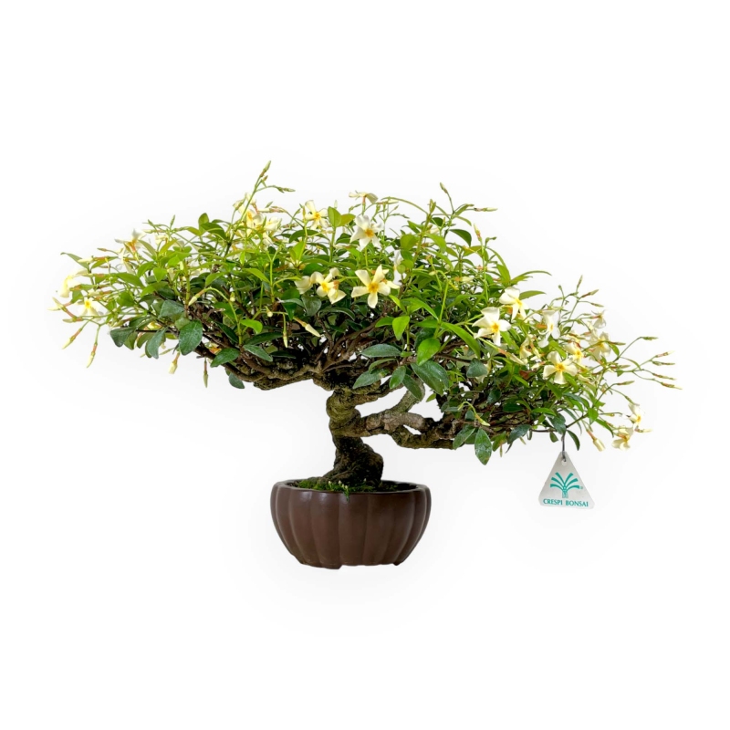 Trachelospermum asiaticum - 29 cm