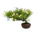 Trachelospermum asiaticum - 29 cm