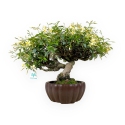 Trachelospermum asiaticum - 29 cm