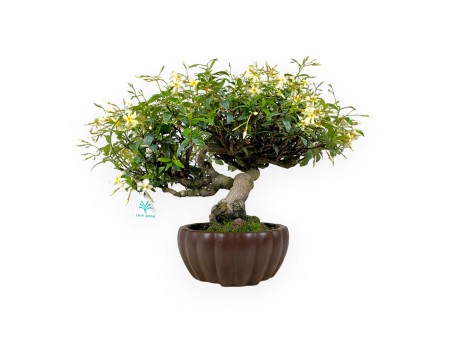 Trachelospermum asiaticum - 29 cm