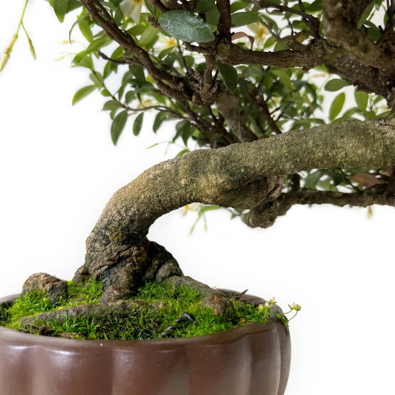 Trachelospermum asiaticum - 29 cm