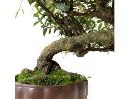 Trachelospermum asiaticum - 29 cm