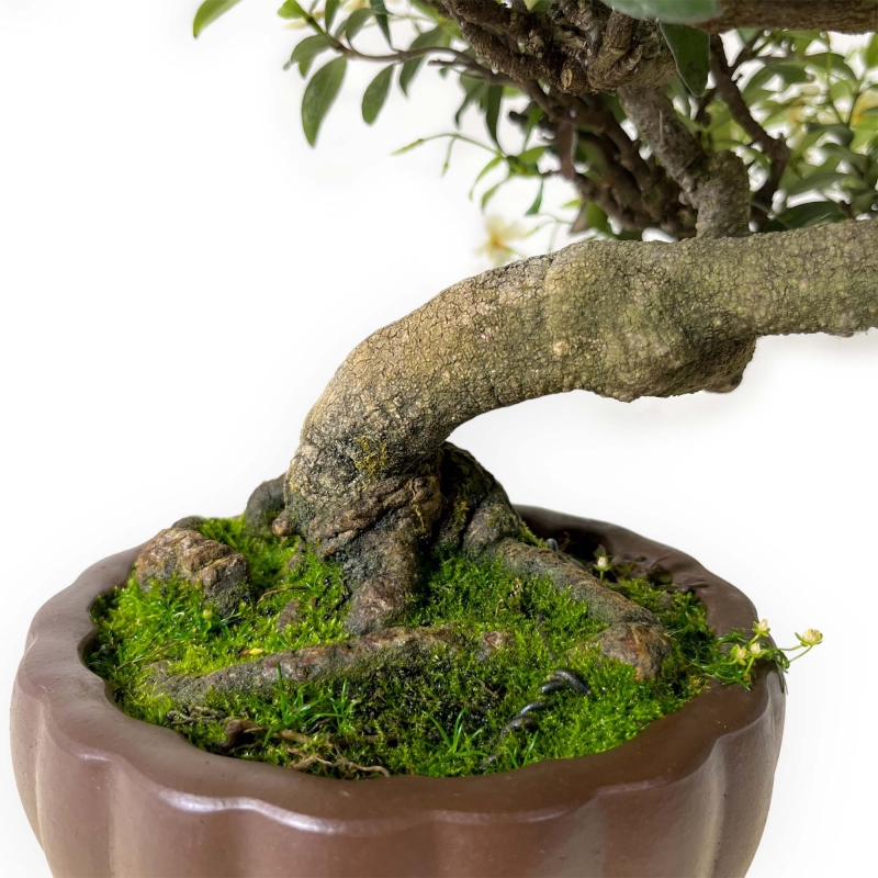 Trachelospermum asiaticum - 29 cm