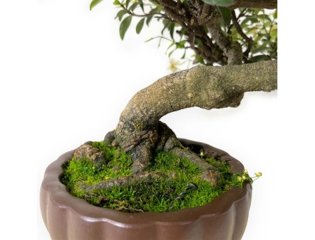 Trachelospermum asiaticum - 29 cm