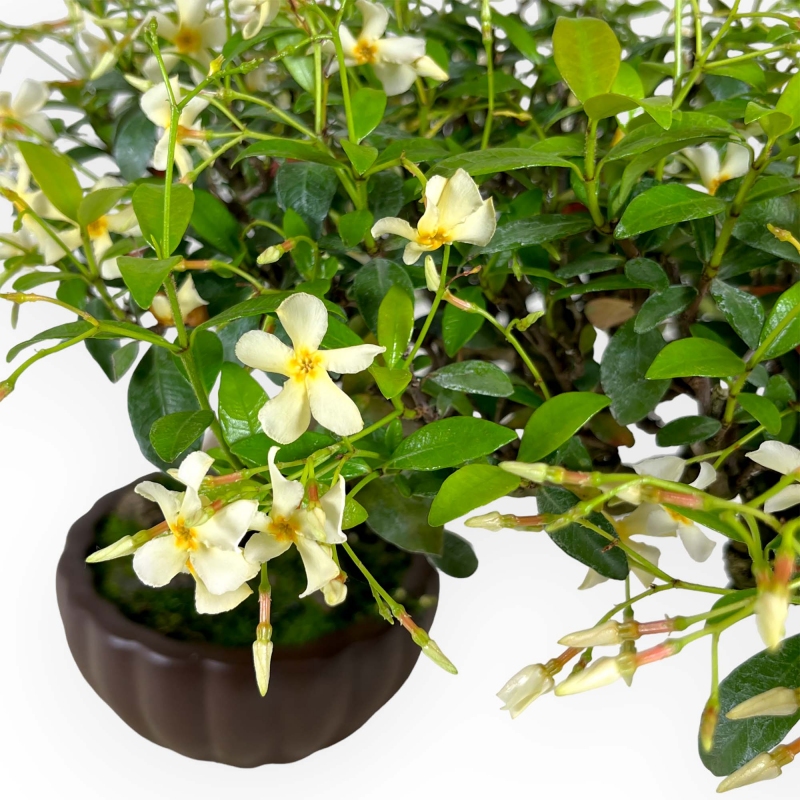 Trachelospermum asiaticum - 29 cm