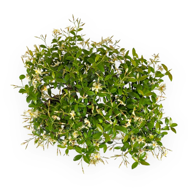 Trachelospermum asiaticum - 29 cm