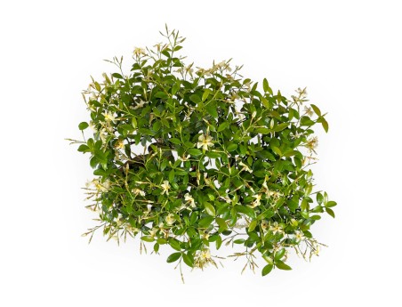 Trachelospermum asiaticum - 29 cm