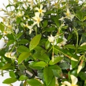 Trachelospermum asiaticum - 29 cm
