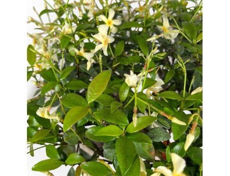 Trachelospermum asiaticum - 29 cm