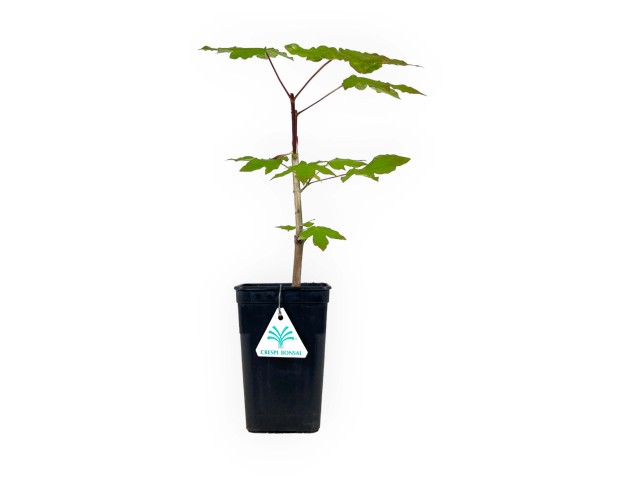 Acer palmatum x zoeschense annae - Acero - 40 cm