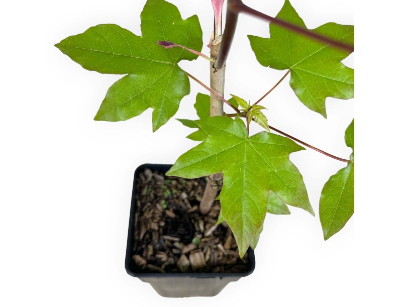 Acer palmatum x zoeschense annae - Acero - 40 cm