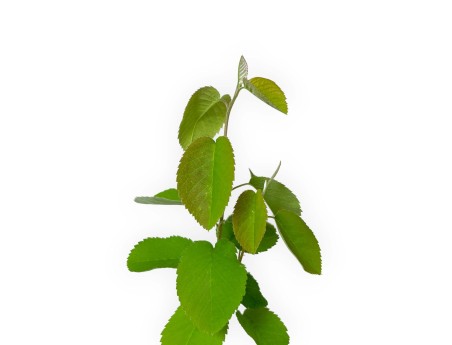 Amelanchier alnifolia smokey - 29 cm