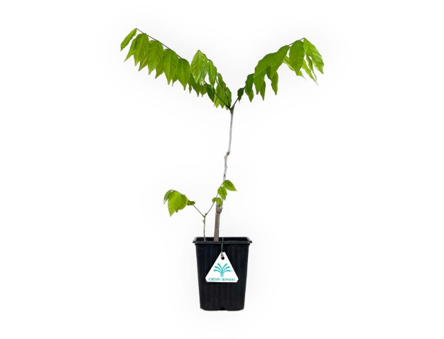 Wisteria floribunda alba - 40 cm