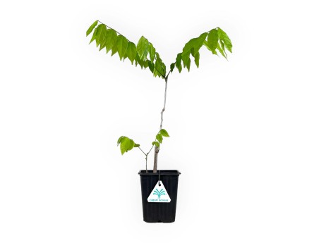 Wisteria floribunda alba - Glycine - 40 cm