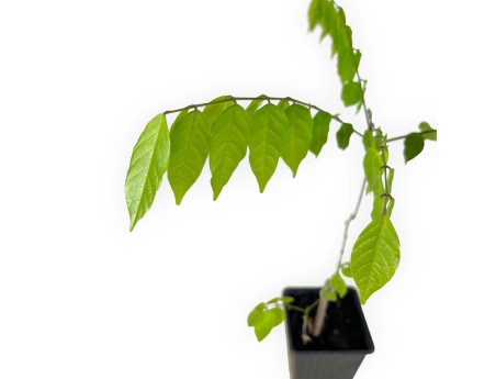 Wisteria floribunda alba - 40 cm