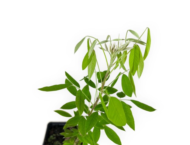 Lespedeza thunbergii - 34 cm 2