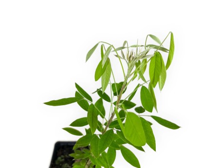 Lespedeza thunbergii - 34 cm