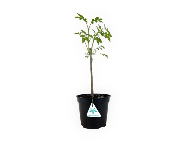 Fraxinus excelsior - Frêne - 39 cm