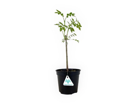 Fraxinus excelsior - Frêne - 39 cm