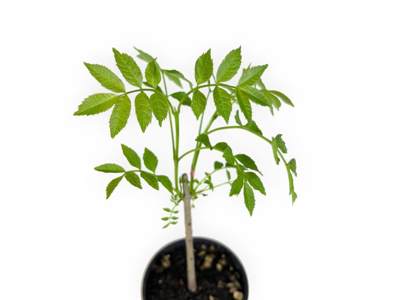 Fraxinus excelsior - Ash tree - 39 cm