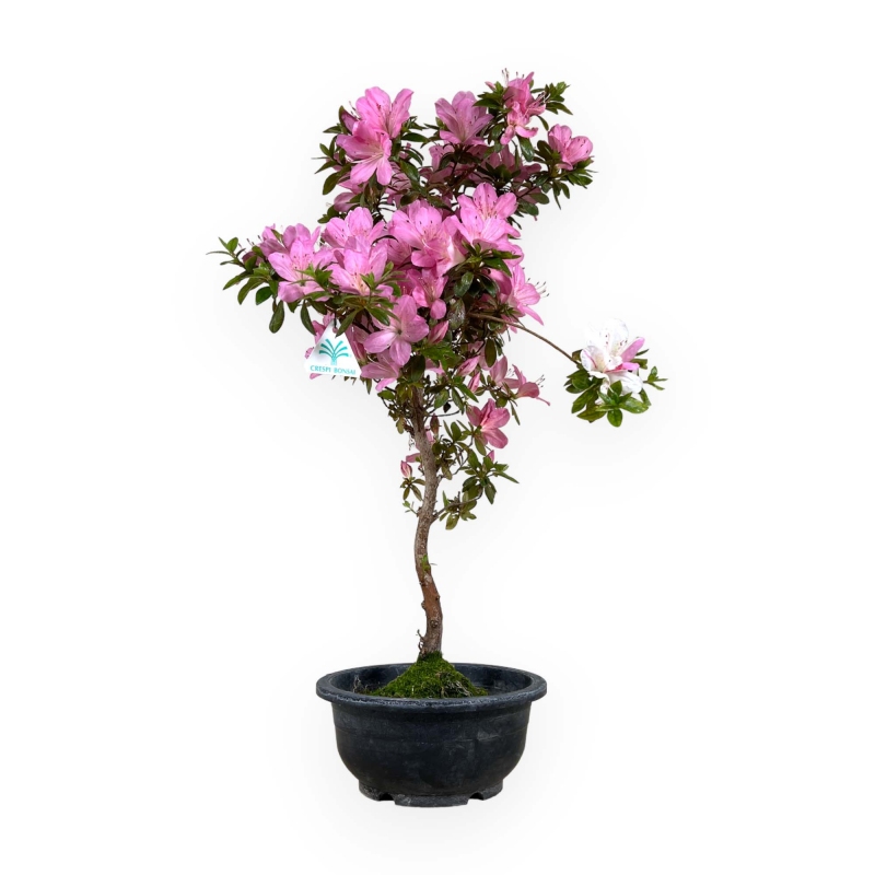 Rhododendron Indicum Hanashishu - Azalea - 58 cm
