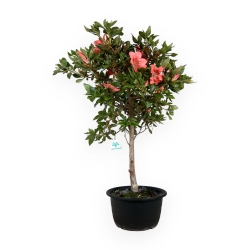 Rhododendron Indicum Suwa-no-kagami - Azalea - 55 cm