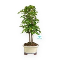 Acer buergerianum - Maple - 40 cm