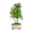 Acer buergerianum - Maple - 40 cm