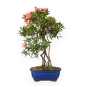 Rhododendron Indicum - Tateyama-no-Mai - Azalea - 62 cm
