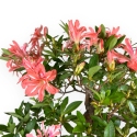 Rhododendron Indicum - Tateyama-no-Mai - Azalea - 62 cm