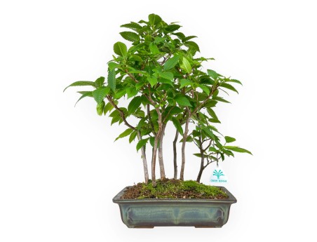 Carpinus - charme - 46 cm