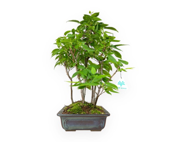 Carpinus - charme - 46 cm 2