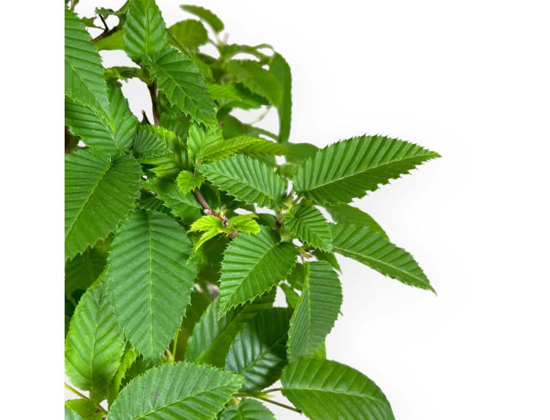 Carpinus - charme - 46 cm