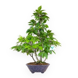 Fagus crenata - Japanese beech - 50 cm