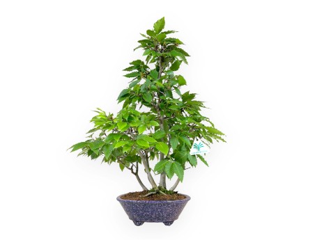 Fagus crenata - 50 cm