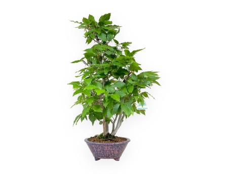 Fagus crenata - Japanese beech - 50 cm