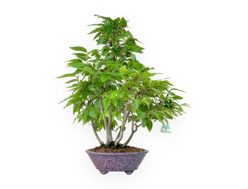 Fagus crenata - 50 cm