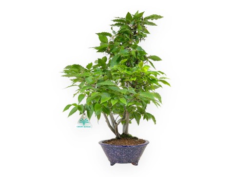 Fagus crenata - Japanese beech - 50 cm