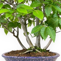 Fagus crenata - Japanese beech - 50 cm
