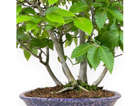 Fagus crenata - Japanese beech - 50 cm