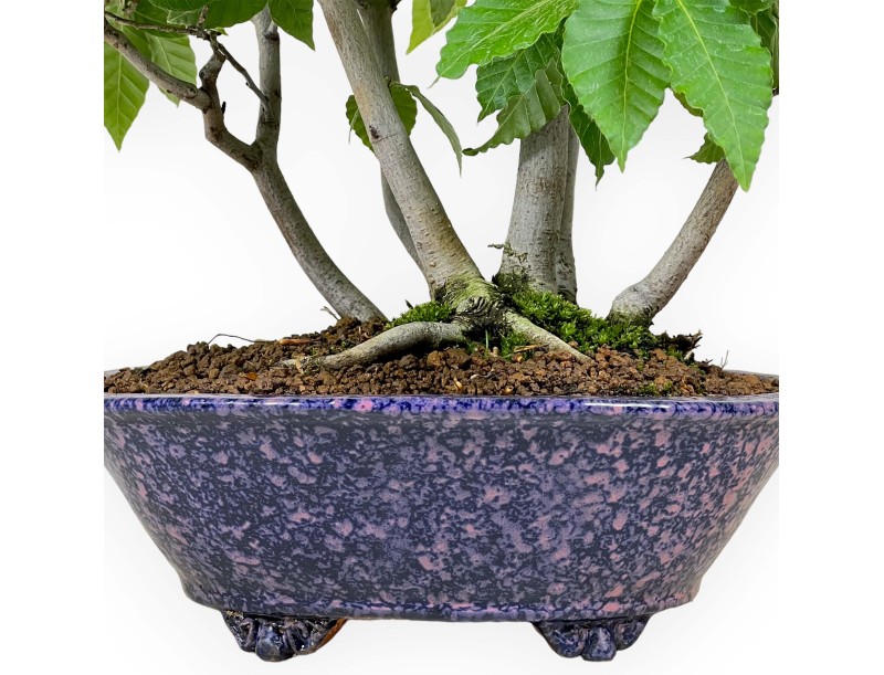 Fagus crenata - Hêtre du Japon - 50 cm