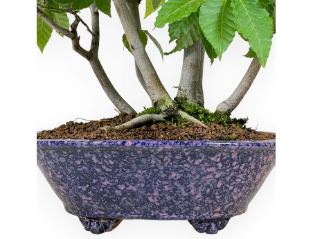 Fagus crenata - Hêtre du Japon - 50 cm