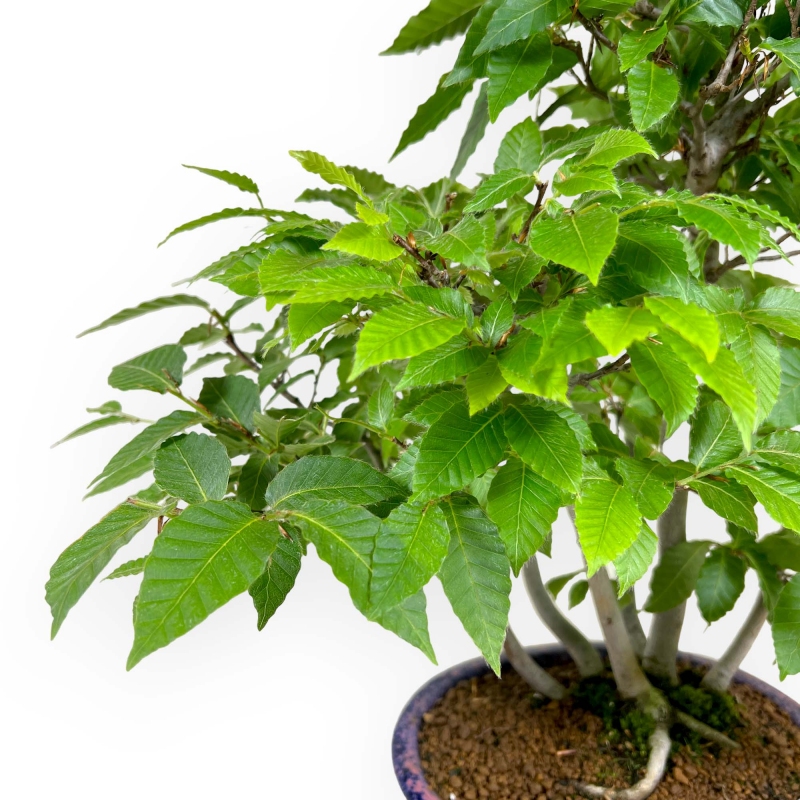 Fagus crenata - Hêtre du Japon - 50 cm