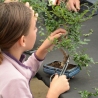 Corso bonsai per bambini/ragazzi