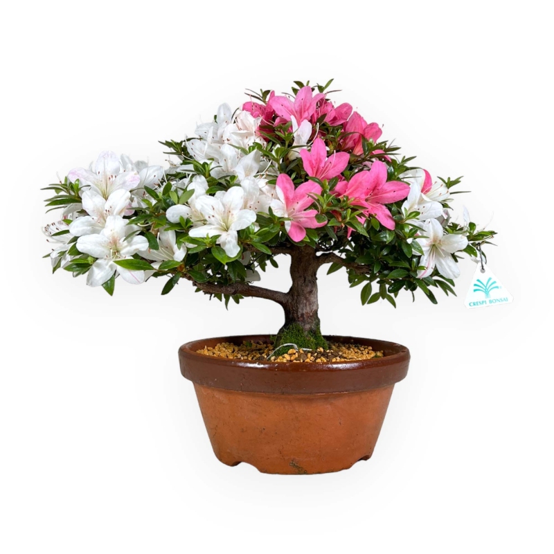 Rhododendron Indicum - Azalea - 34 cm
