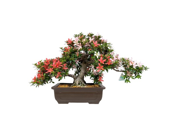Rhododendron Indicum Saiko - Azalée - 46 cm
