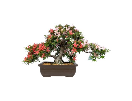 Rhododendron Indicum Saiko - Azalée - 46 cm