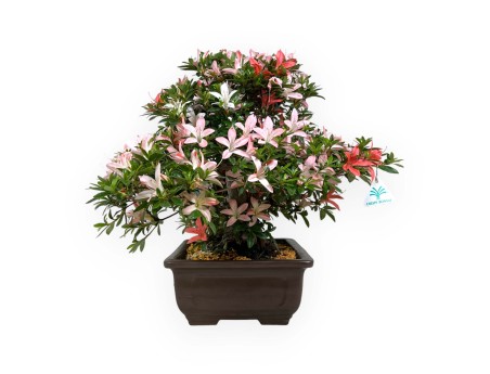 Rhododendron Indicum Saiko - Azalea - 46 cm